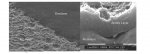 Grain Strcture Image.jpg
