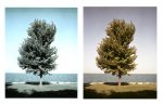 Tree Print Test Comparison.jpg