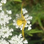 White flower.jpg