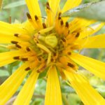 Yellow flower.jpg