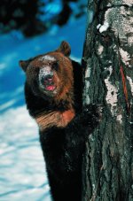 BearUCR.jpg