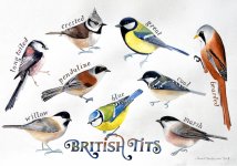 british-tits-birds.jpg